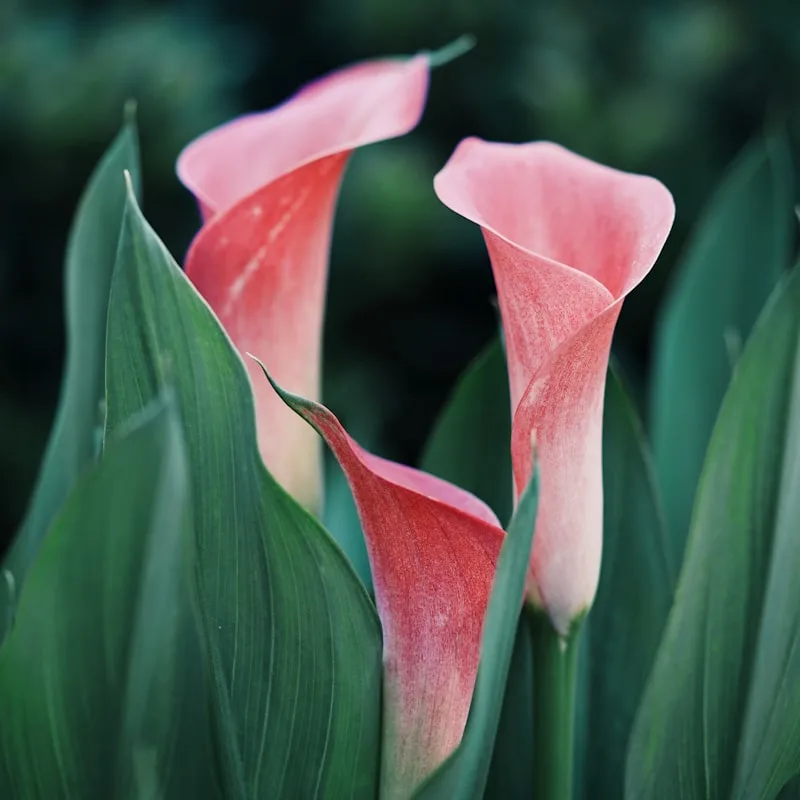 Kytice — výběr od floristy 1.590 Kč