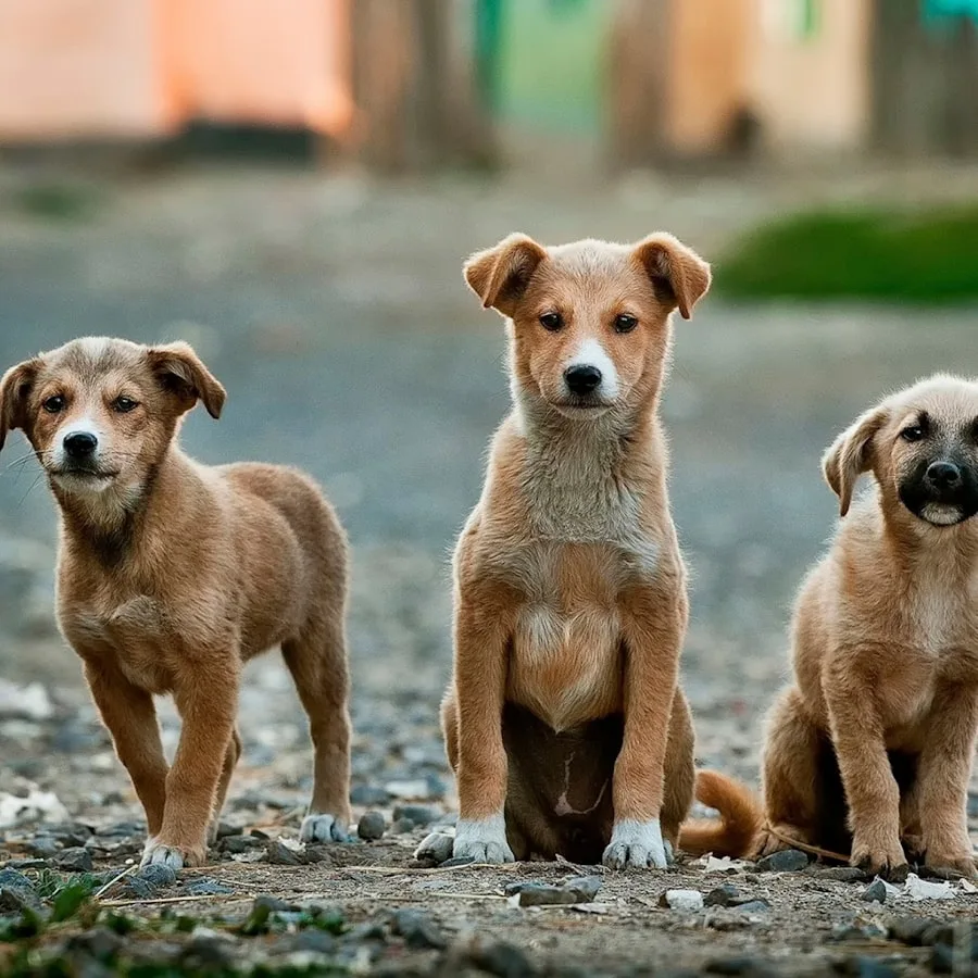 Hafan Puppy Classic — foto 1