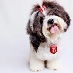 Shi-tzu